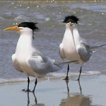 Elegant Terns