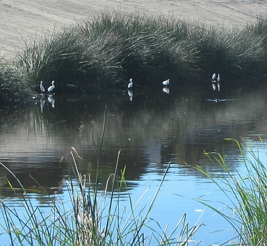 Egrets in the creek