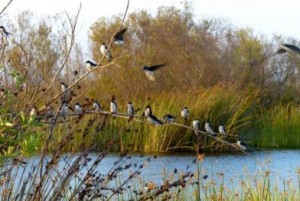 creek-birds