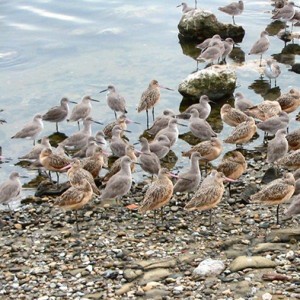 Willets and marbled godwits